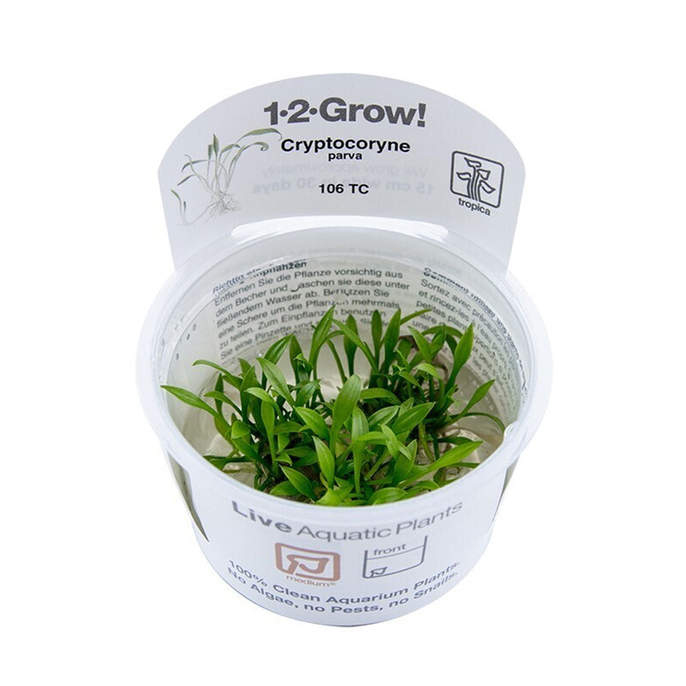 Cryptocoryne parva 1-2-Grow 106 TC | Tissue Cultures | Largest Tropical Fish Selection at Your Local Fish Store