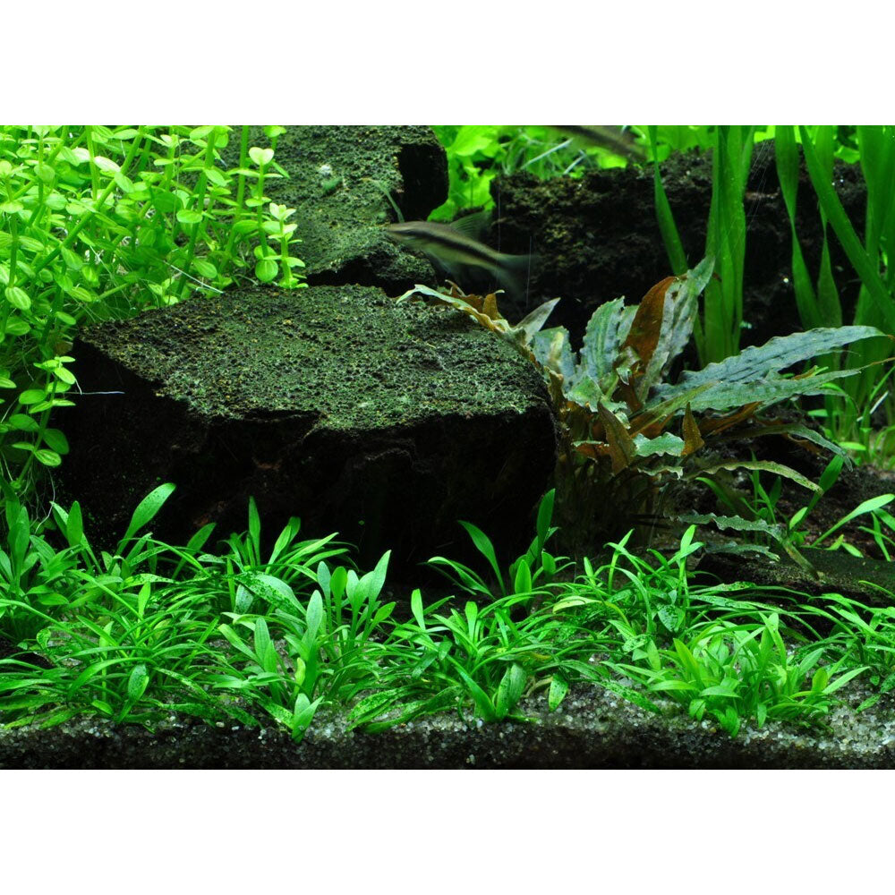 Cryptocoryne parva 1-2-Grow 106 TC | Tissue Cultures | Largest Tropical Fish Selection at Your Local Fish Store
