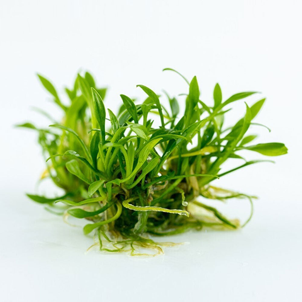 Cryptocoryne parva 1-2-Grow 106 TC | Tissue Cultures | Largest Tropical Fish Selection at Your Local Fish Store