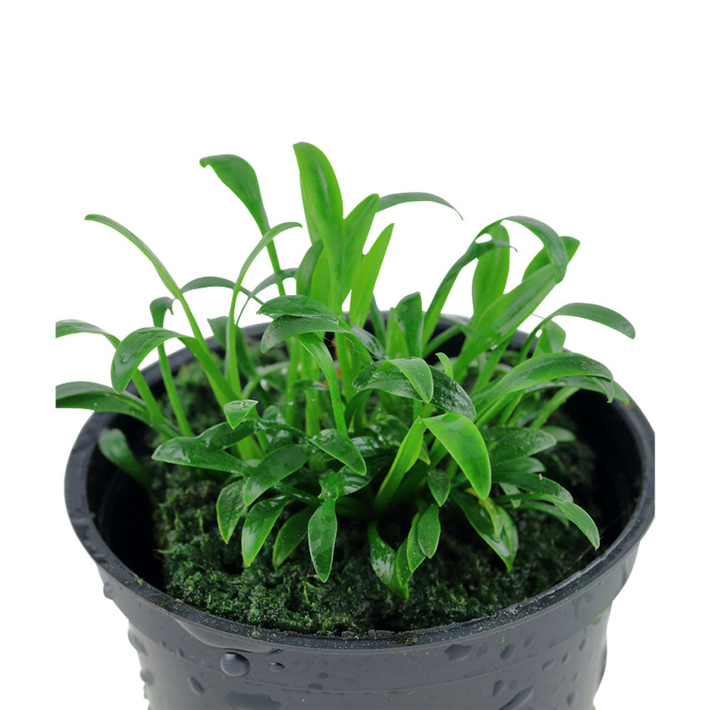 Cryptocoryne parva potted 106 | Potted Plants | Largest Tropical Fish Selection at Your Local Fish Store