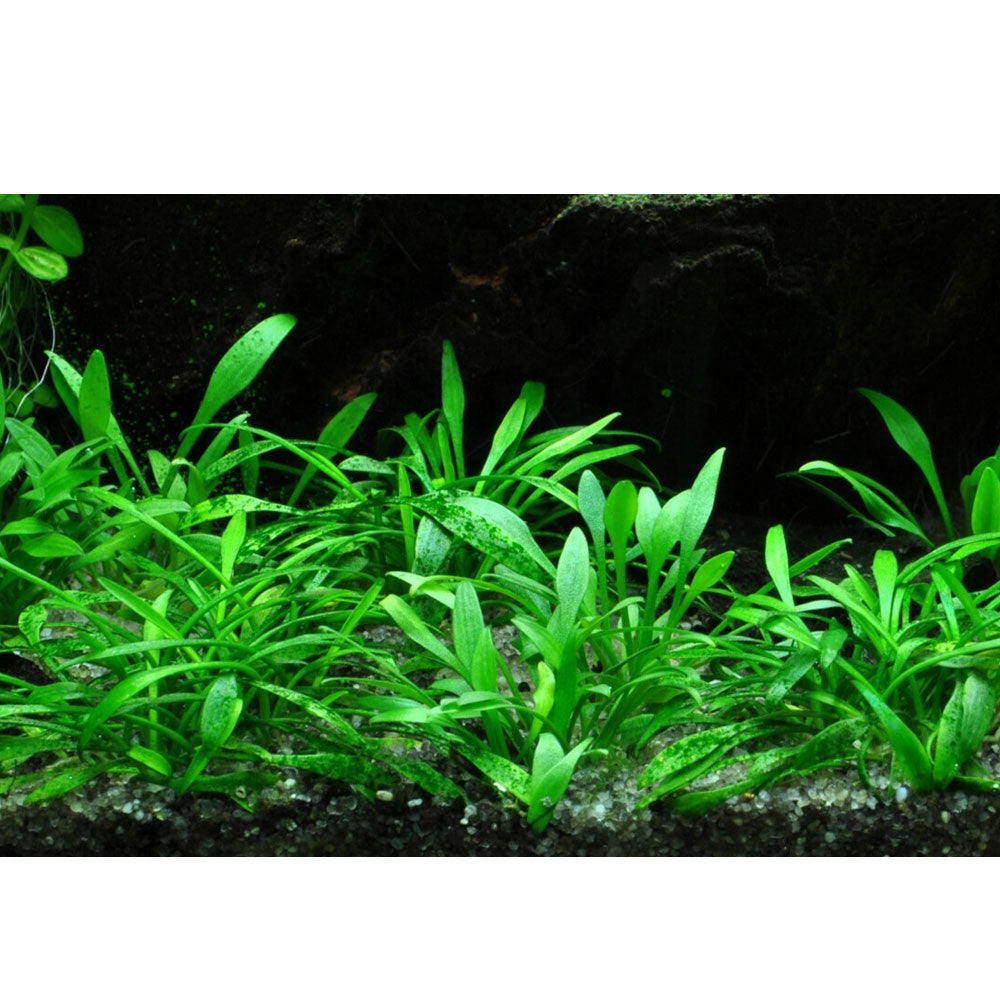 Cryptocoryne parva potted 106 | Potted Plants | Largest Tropical Fish Selection at Your Local Fish Store