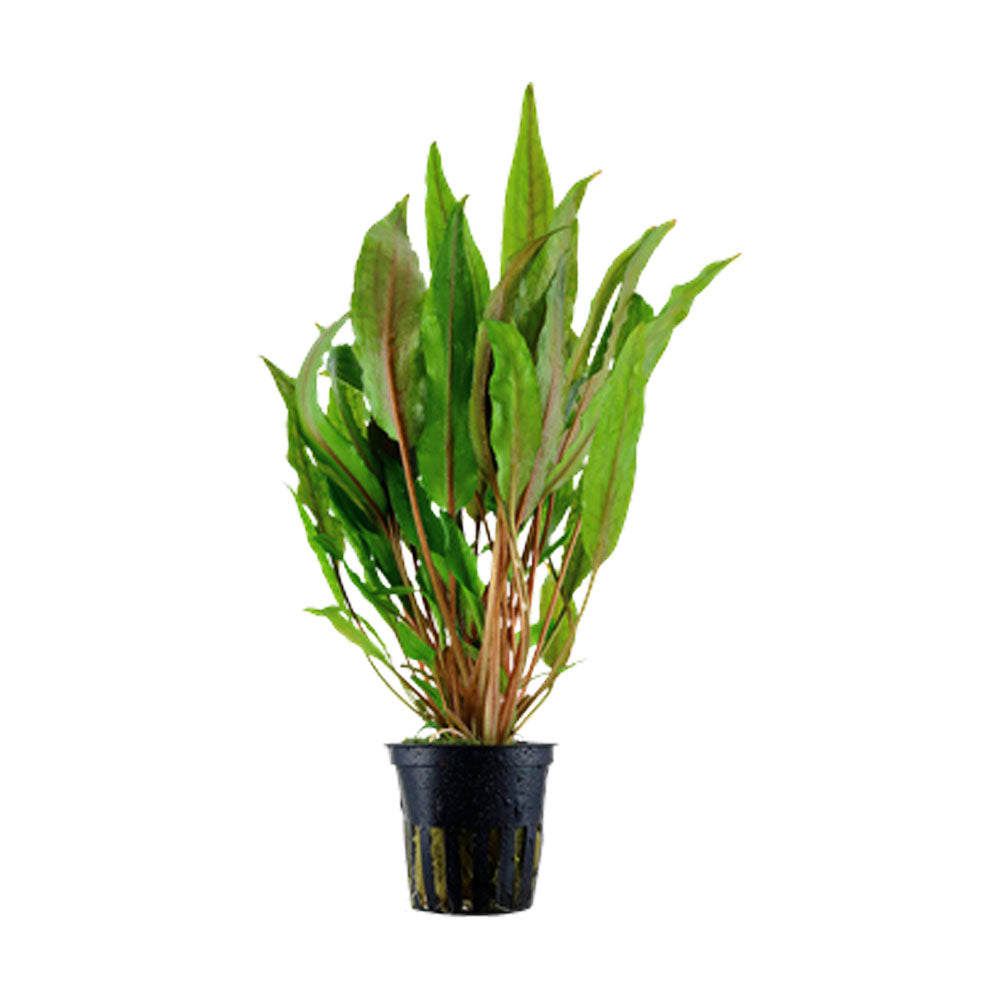 Cryptocoryne undulata 'Broad Leaves' potted 110A | Potted Plants | Largest Tropical Fish Selection at Your Local Fish Store