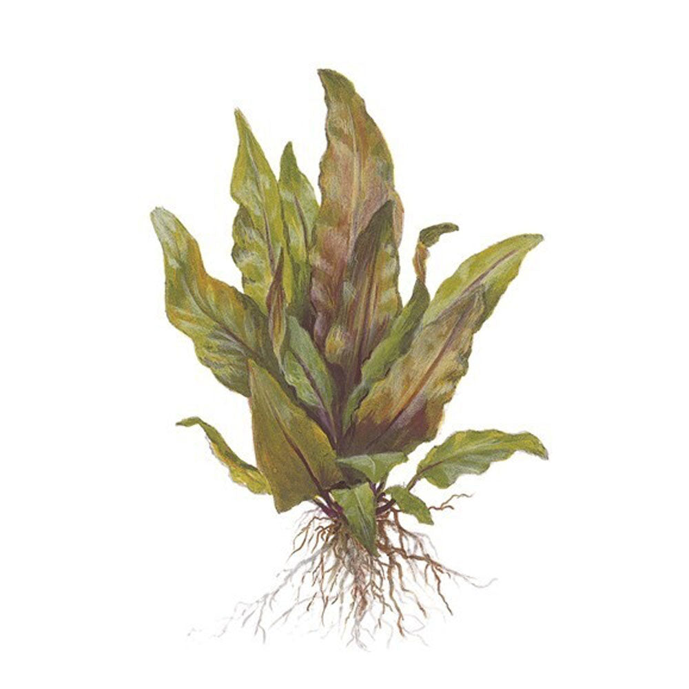 Cryptocoryne undulata 'Broad Leaves' potted 110A | Potted Plants | Largest Tropical Fish Selection at Your Local Fish Store