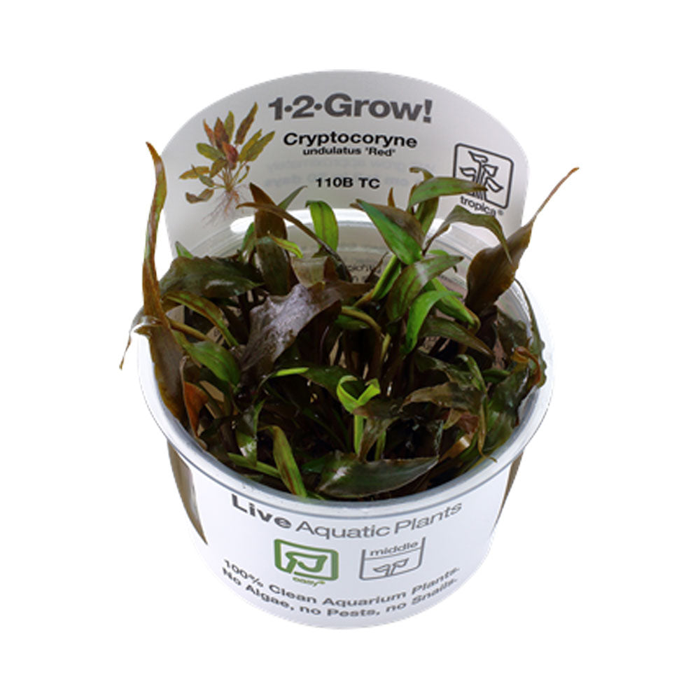 Cryptocoryne undulatus 'Red' 1-2-Grow 110B TC | Tissue Cultures | Largest Tropical Fish Selection at Your Local Fish Store