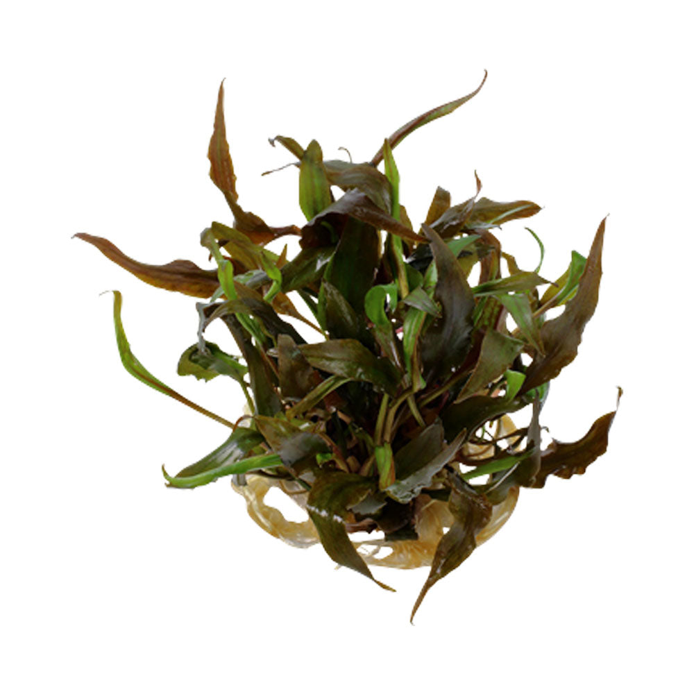 Cryptocoryne undulatus 'Red' 1-2-Grow 110B TC | Tissue Cultures | Largest Tropical Fish Selection at Your Local Fish Store