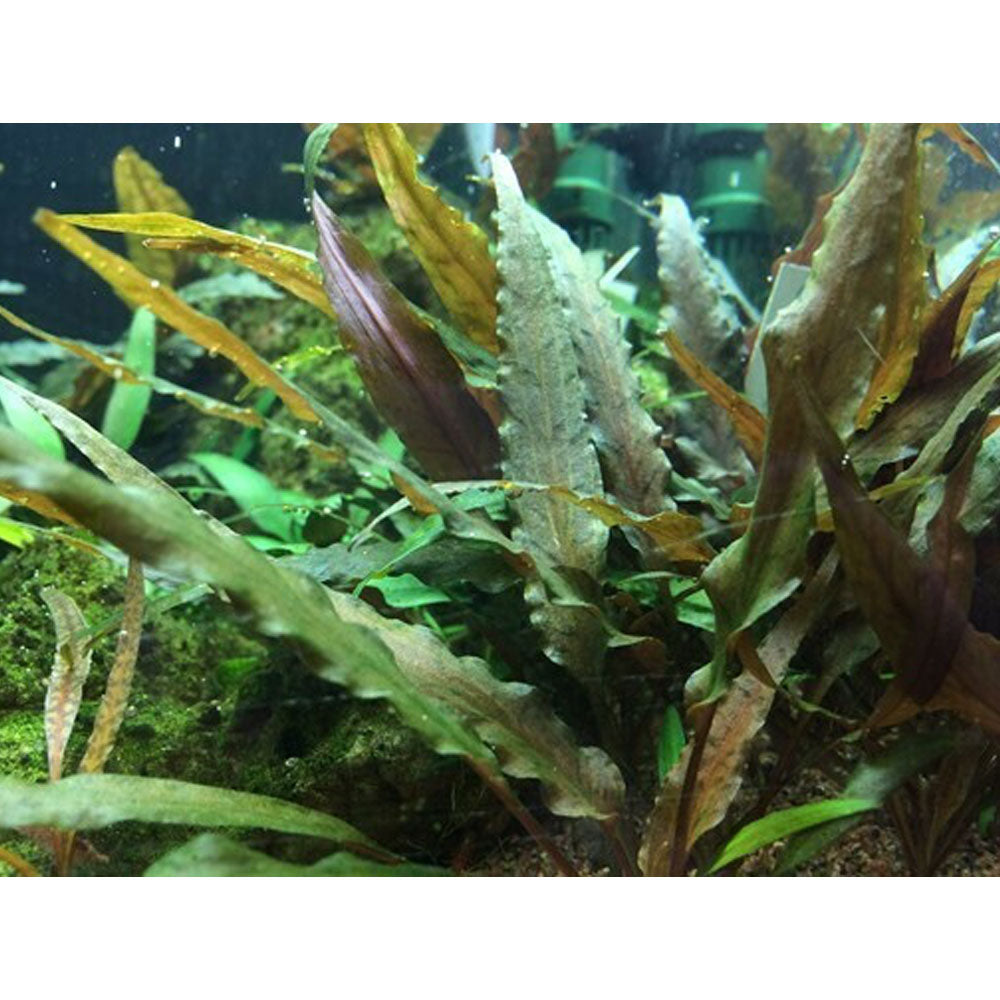 Cryptocoryne undulatus 'Red' 1-2-Grow 110B TC | Tissue Cultures | Largest Tropical Fish Selection at Your Local Fish Store