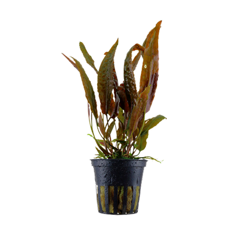 Cryptocoryne usteriana potted 120 | Potted Plants | Largest Tropical Fish Selection at Your Local Fish Store