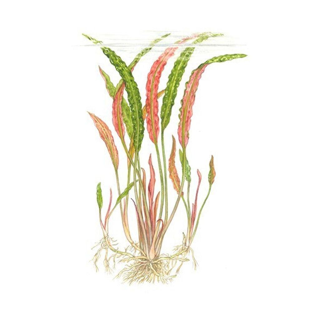Cryptocoryne usteriana potted 120 | Potted Plants | Largest Tropical Fish Selection at Your Local Fish Store