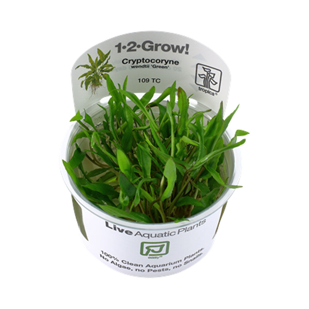 Cryptocoryne wendtii 'Green' 1-2-Grow 109 TC | Tissue Cultures | Largest Tropical Fish Selection at Your Local Fish Store