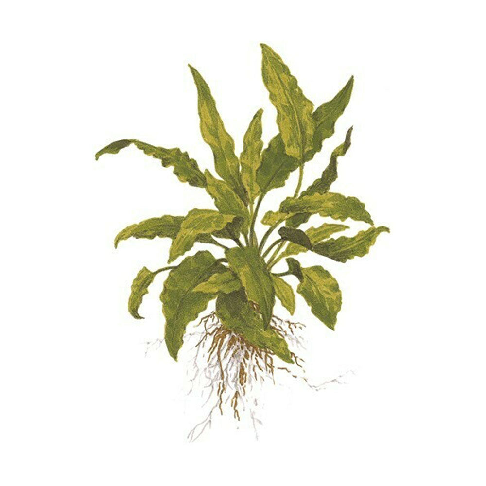 Cryptocoryne wendtii 'Green' 1-2-Grow 109 TC | Tissue Cultures | Largest Tropical Fish Selection at Your Local Fish Store