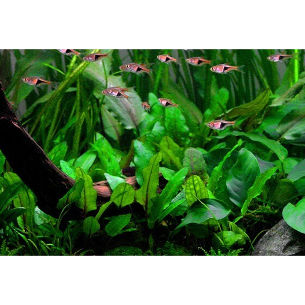 Cryptocoryne wendtii 'Green' 1-2-Grow 109 TC | Tissue Cultures | Largest Tropical Fish Selection at Your Local Fish Store