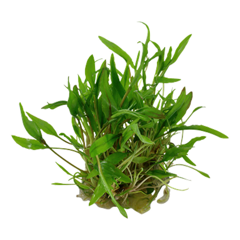 Cryptocoryne wendtii 'Green' 1-2-Grow 109 TC | Tissue Cultures | Largest Tropical Fish Selection at Your Local Fish Store