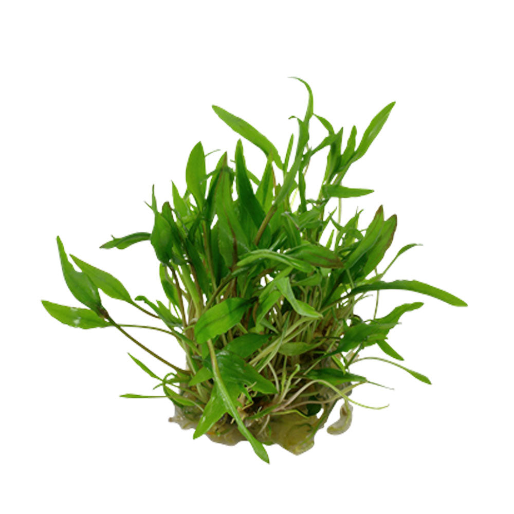 Cryptocoryne wendtii 'Green' potted 109 | Potted Plants | Largest Tropical Fish Selection at Your Local Fish Store