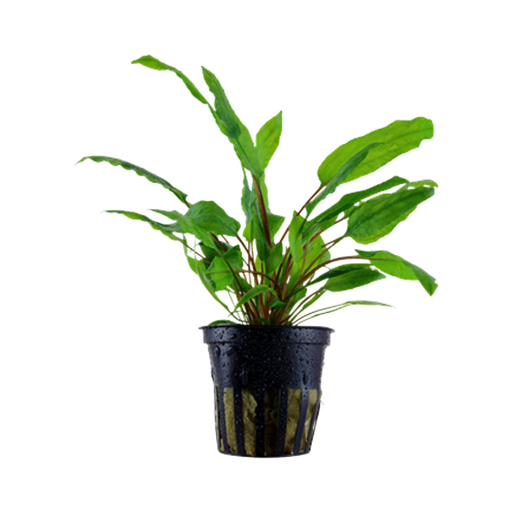 Cryptocoryne wendtii 'Green' potted 109 | Potted Plants | Largest Tropical Fish Selection at Your Local Fish Store