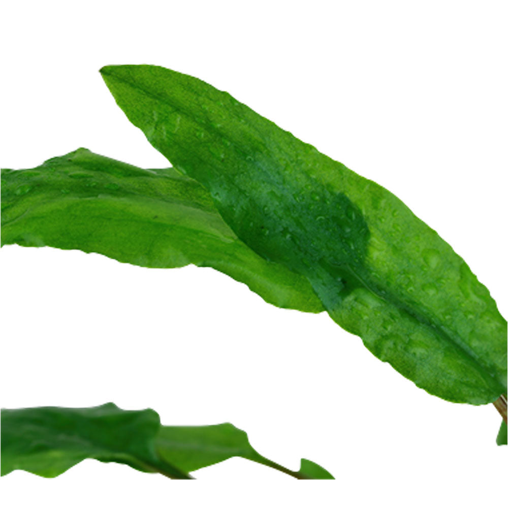 Cryptocoryne wendtii 'Green' potted 109 | Potted Plants | Largest Tropical Fish Selection at Your Local Fish Store