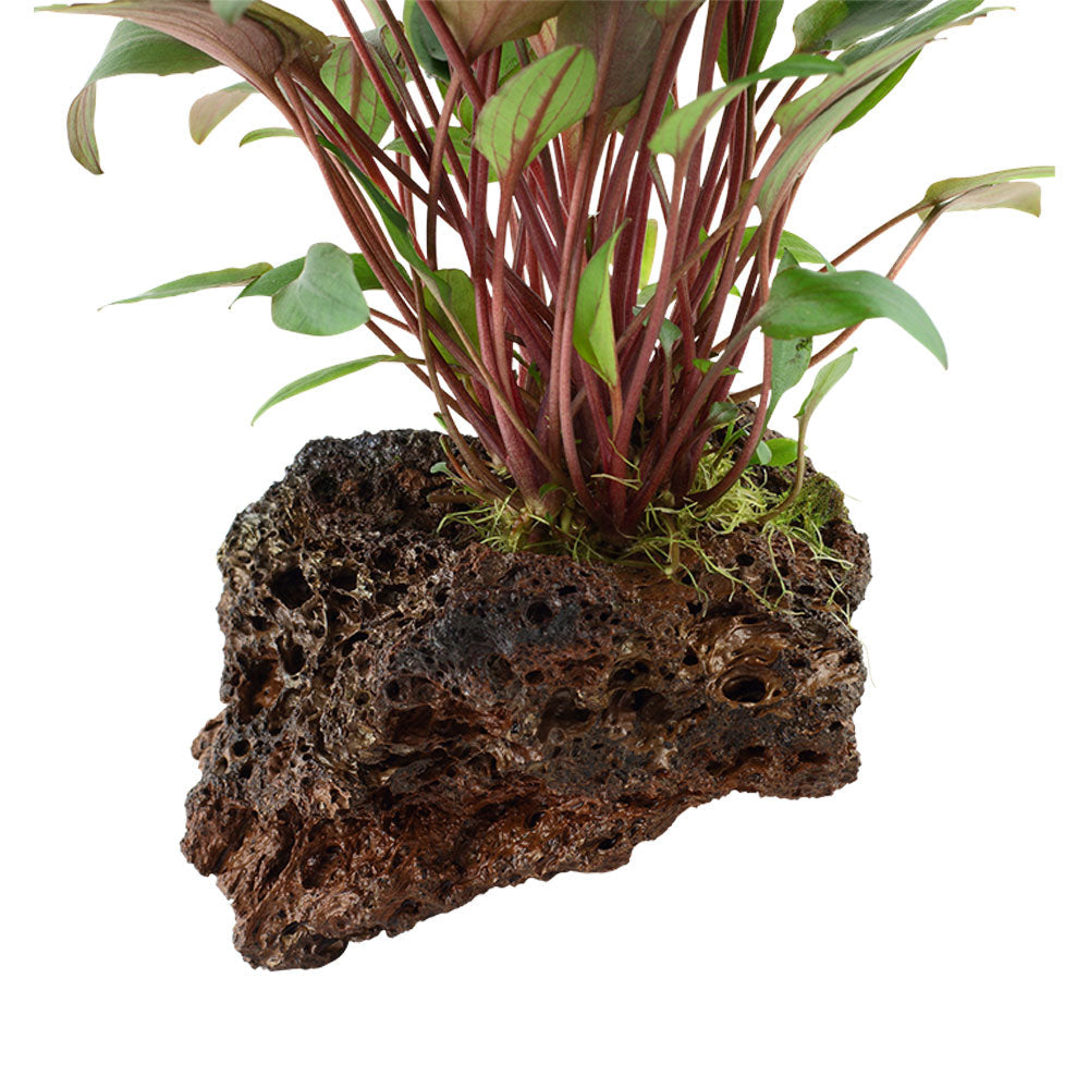 Cryptocoryne beckettii 'Petchii' on rock 108A YLS | Potted Plants | Largest Tropical Fish Selection at Your Local Fish Store