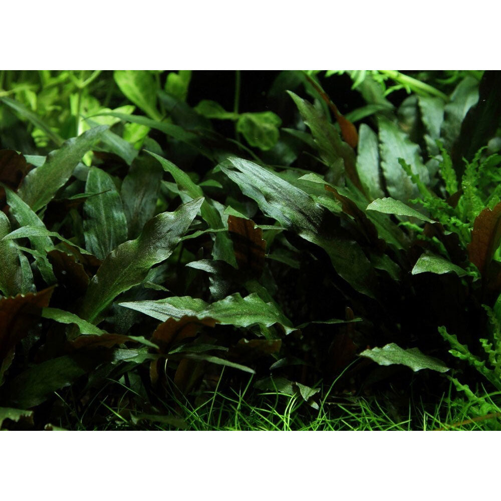 Cryptocoryne beckettii 'Petchii' on rock 108A YLS | Potted Plants | Largest Tropical Fish Selection at Your Local Fish Store