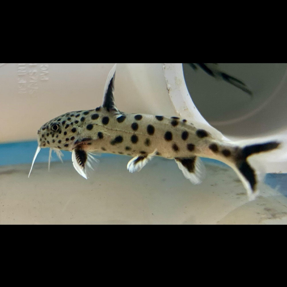 Cuckoo Catfish (Synodontis Petricola) 2-3cm | Catfish Loaches & Plecos | Largest Tropical Fish Selection at Your Local Fish Store