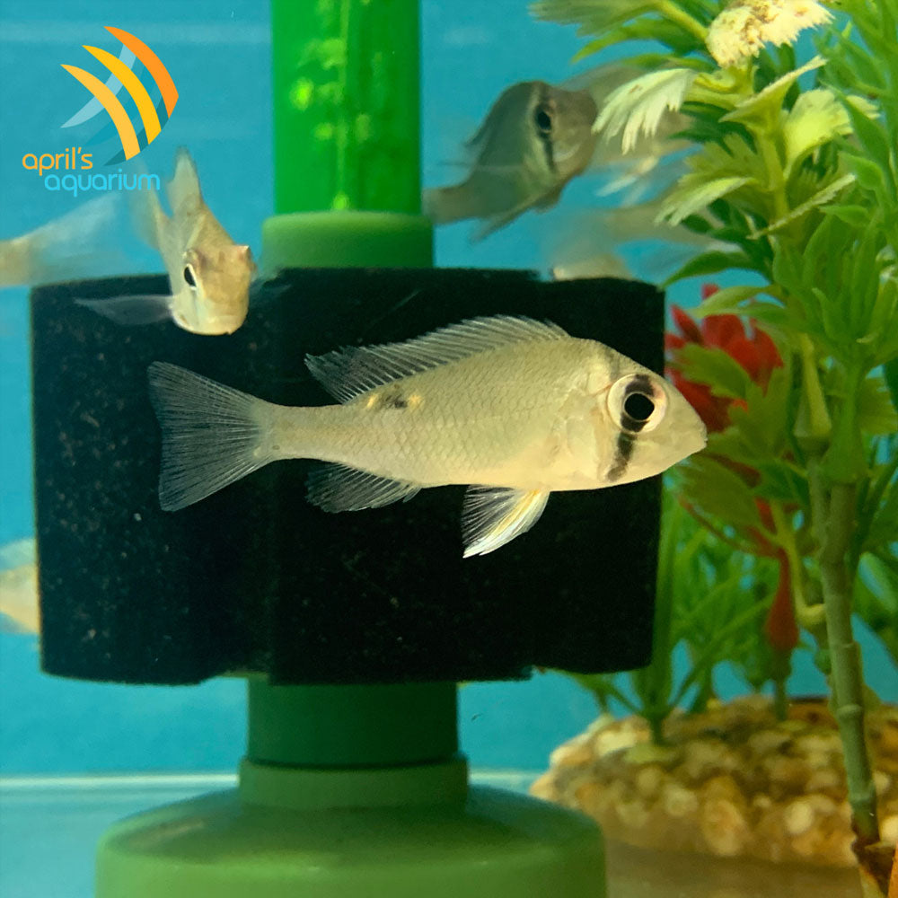 Cupid Cichlid (Biotodoma cupido) | Cichlids Badis & Gouramis | Largest Tropical Fish Selection at Your Local Fish Store