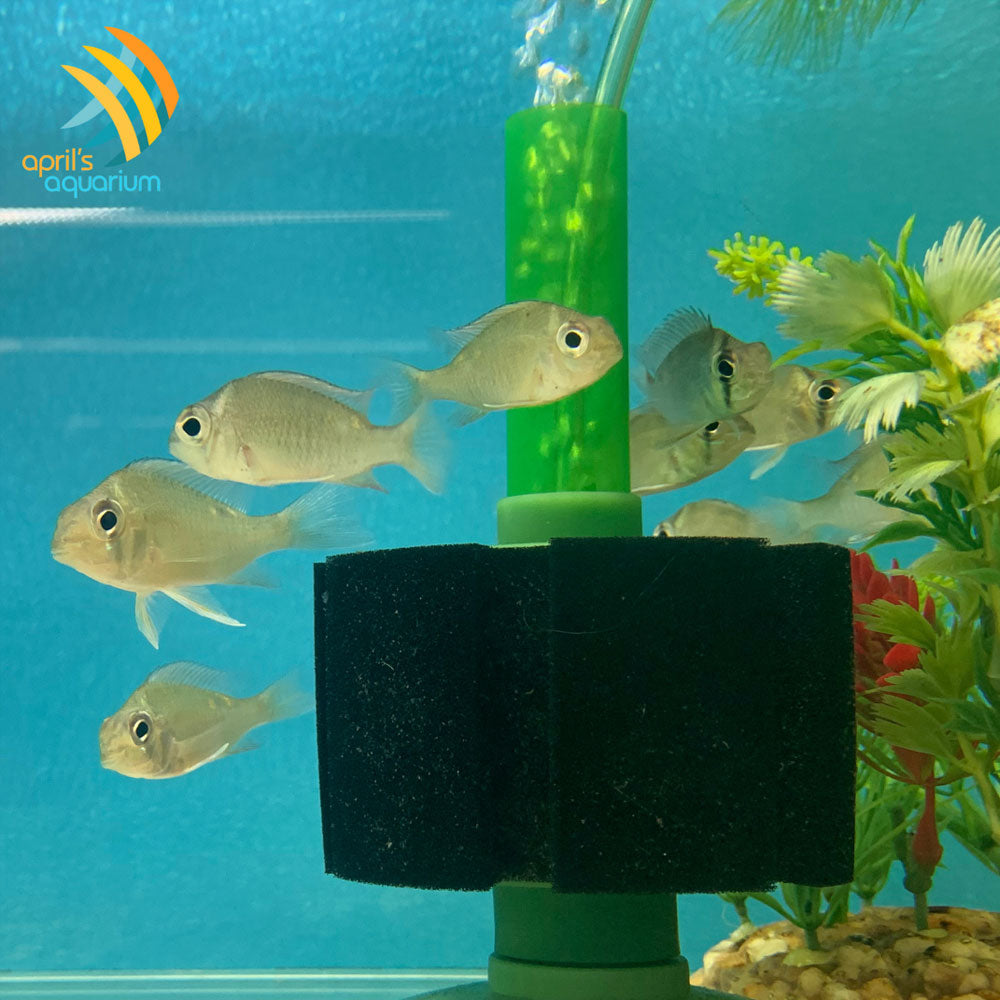 Cupid Cichlid (Biotodoma cupido) | Cichlids Badis & Gouramis | Largest Tropical Fish Selection at Your Local Fish Store