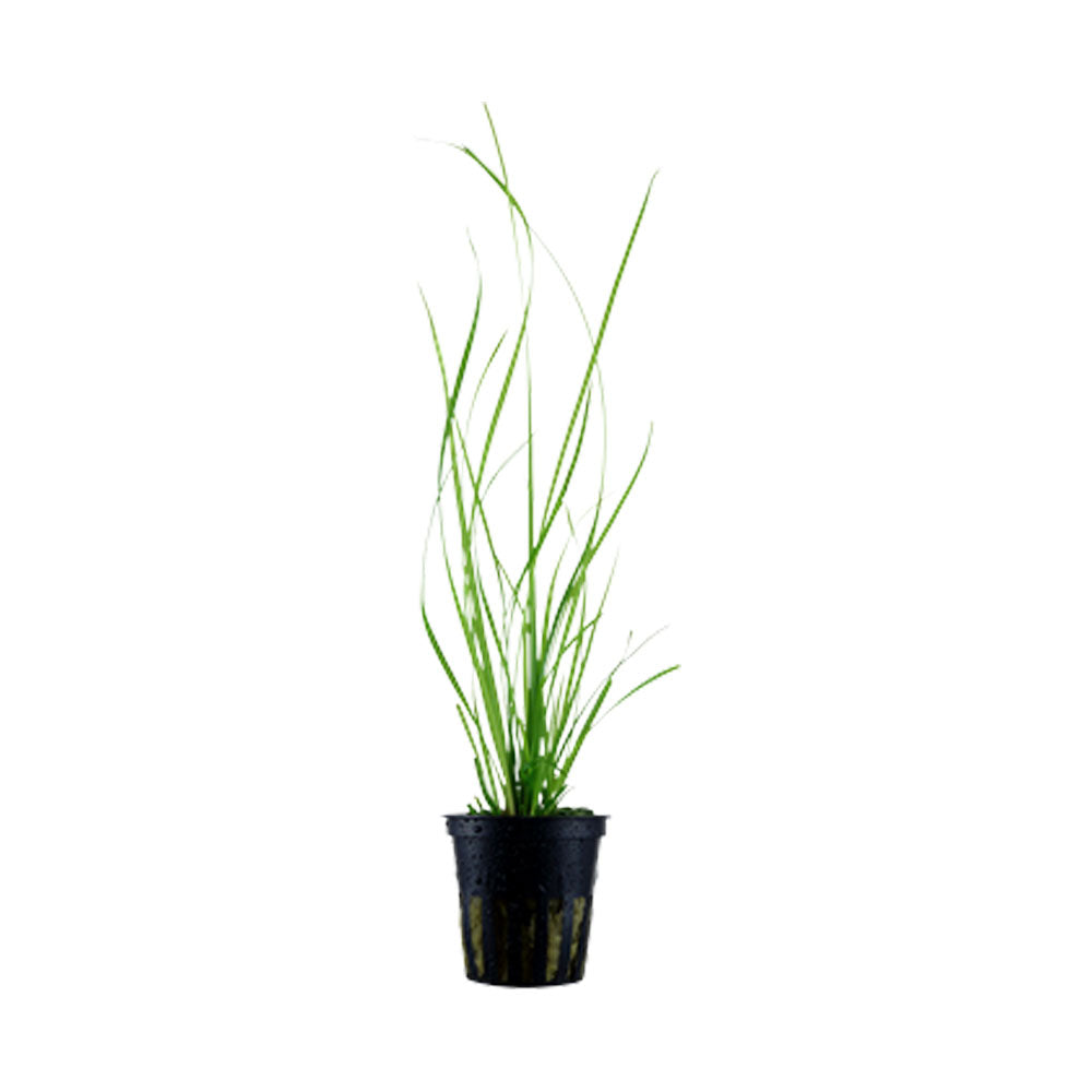 Cyperus helferi potted 133A | Potted Plants | Largest Tropical Fish Selection at Your Local Fish Store