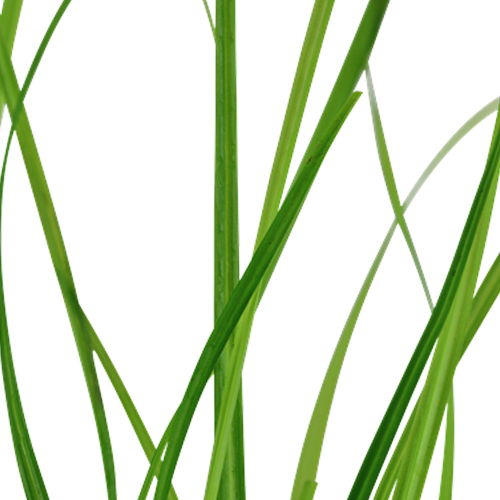 Cyperus helferi potted 133A | Potted Plants | Largest Tropical Fish Selection at Your Local Fish Store