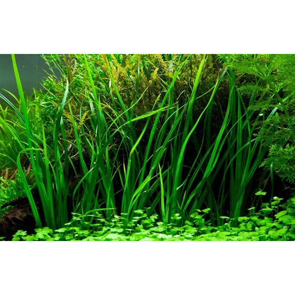 Cyperus helferi potted 133A | Potted Plants | Largest Tropical Fish Selection at Your Local Fish Store