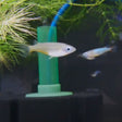 Daisy's Blue Ricefish