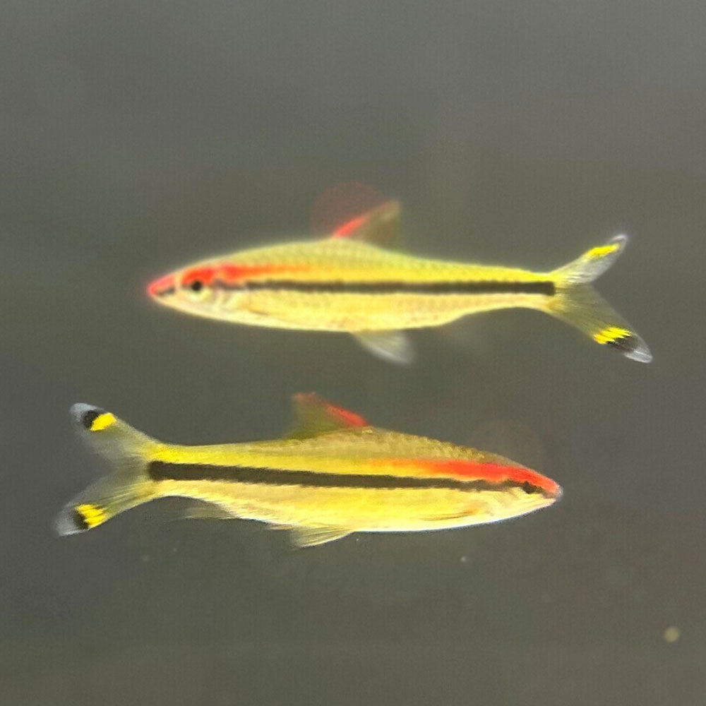 Denisoni Barb Red Striped Torpedo (Sahyadria denisoni) 5cm + | Goldfish Barbs & Minnows | Largest Tropical Fish Selection at Your Local Fish Store