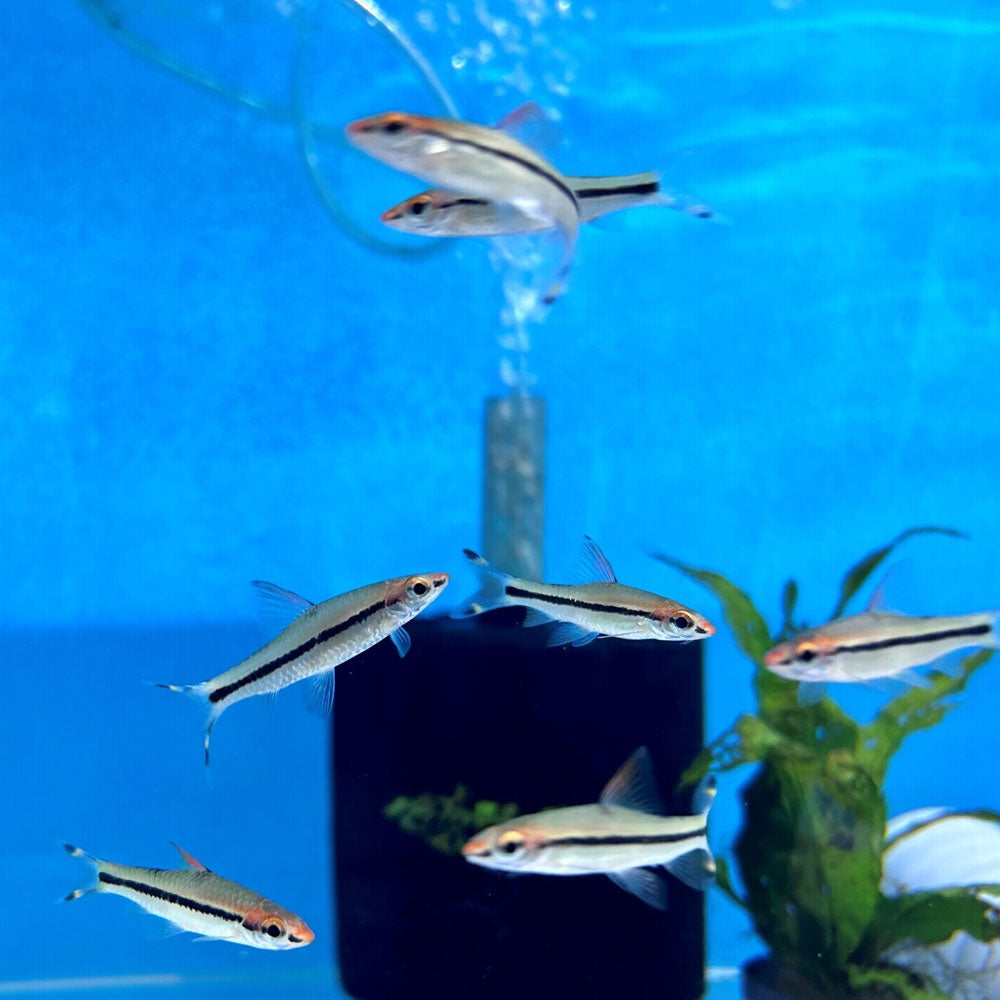 Denisoni Barb Red Striped Torpedo (Sahyadria denisoni) 5cm + | Goldfish Barbs & Minnows | Largest Tropical Fish Selection at Your Local Fish Store