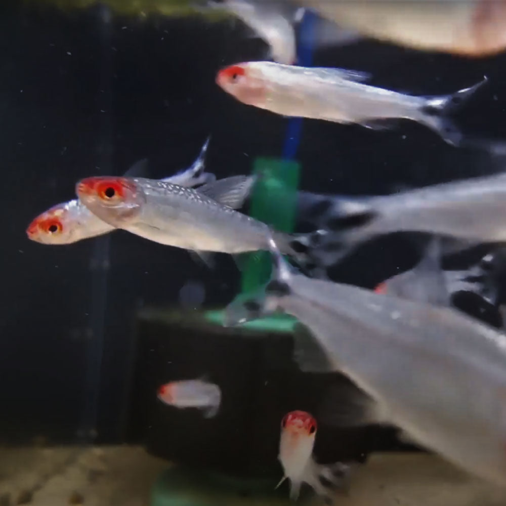 Diamond (Brilliant) Rummy Nose Tetra (Hemigrammus bleheri) | Tetras Rasboras & Pencilfish | Largest Tropical Fish Selection at Your Local Fish Store