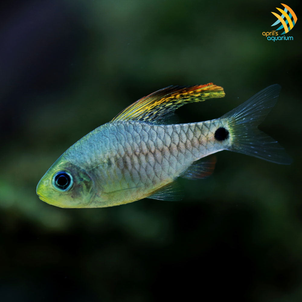 Drapefin Barb (Oreichthys crenuchoides) Male | Goldfish Barbs & Minnows | Largest Tropical Fish Selection at Your Local Fish Store