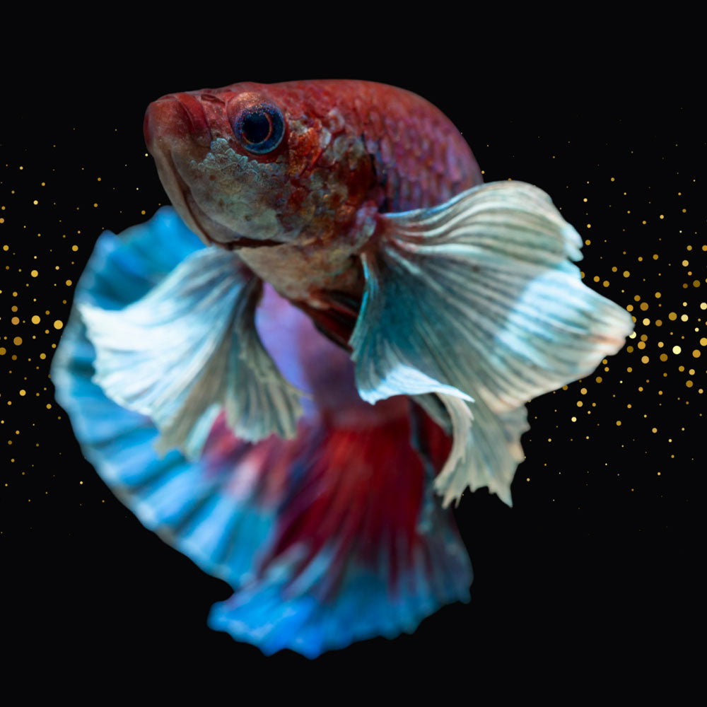 Dumbo HMPK Betta | Bettas | Largest Tropical Fish Selection at Your Local Fish Store
