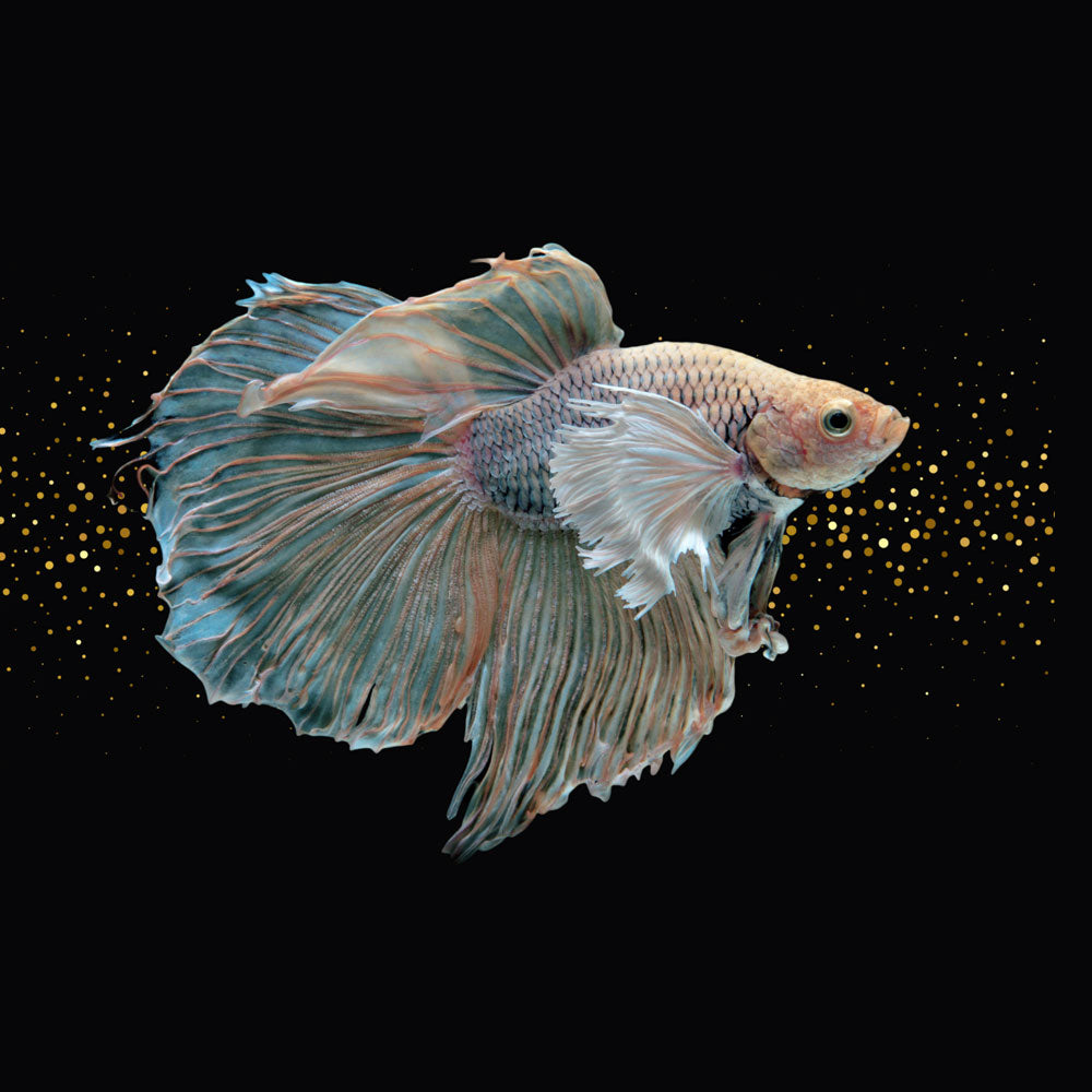 Dumbo Halfmoon Male Betta | Bettas | Largest Tropical Fish Selection at Your Local Fish Store