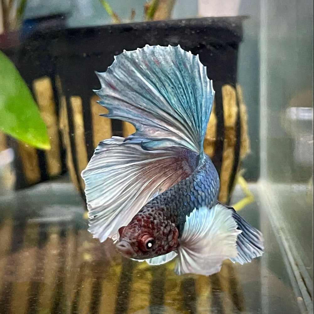 Dumbo Halfmoon Male Betta | Bettas | Largest Tropical Fish Selection at Your Local Fish Store