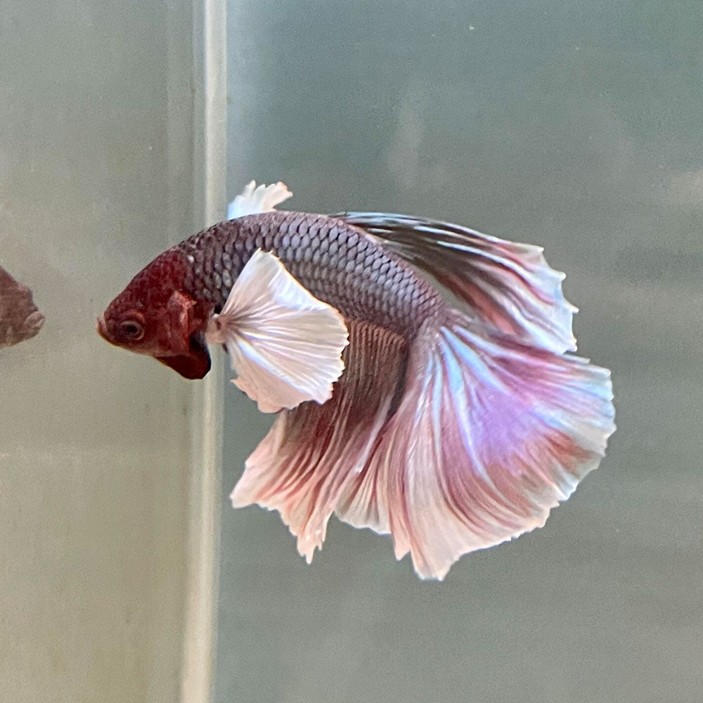 Dumbo Halfmoon Male Betta | Bettas | Largest Tropical Fish Selection at Your Local Fish Store