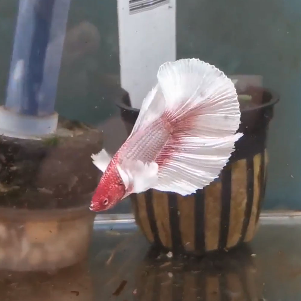 Dumbo Halfmoon Male Betta | Bettas | Largest Tropical Fish Selection at Your Local Fish Store