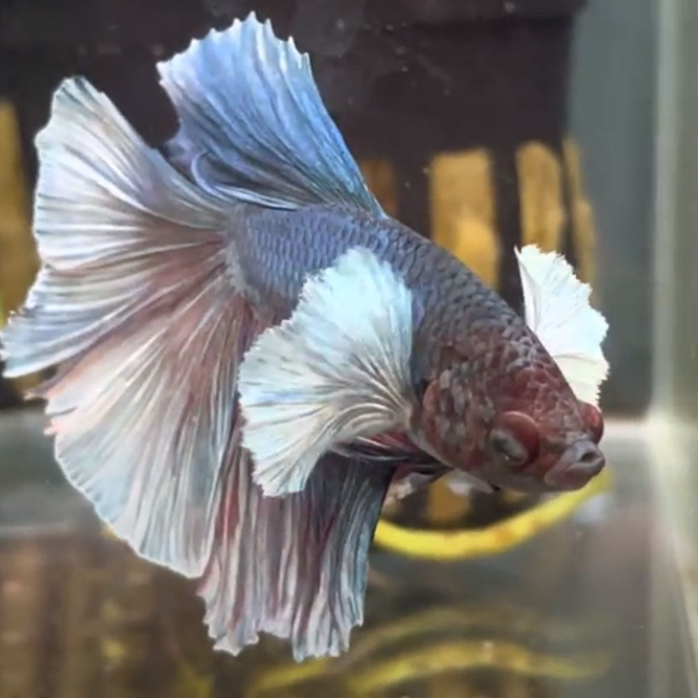 Dumbo Halfmoon Male Betta | Bettas | Largest Tropical Fish Selection at Your Local Fish Store