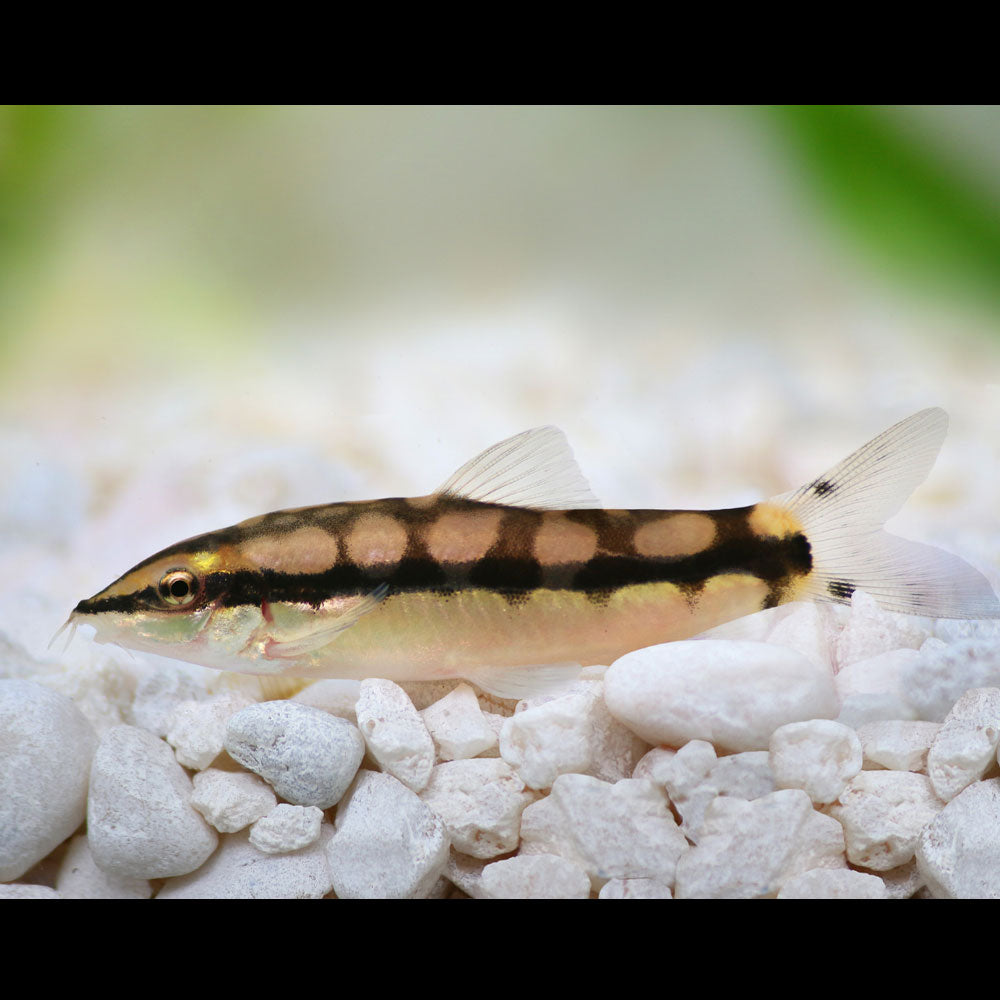 Dwarf Chain Loach (Ambastaie Sidthimunki) 3cm | Catfish Loaches & Plecos | Largest Tropical Fish Selection at Your Local Fish Store