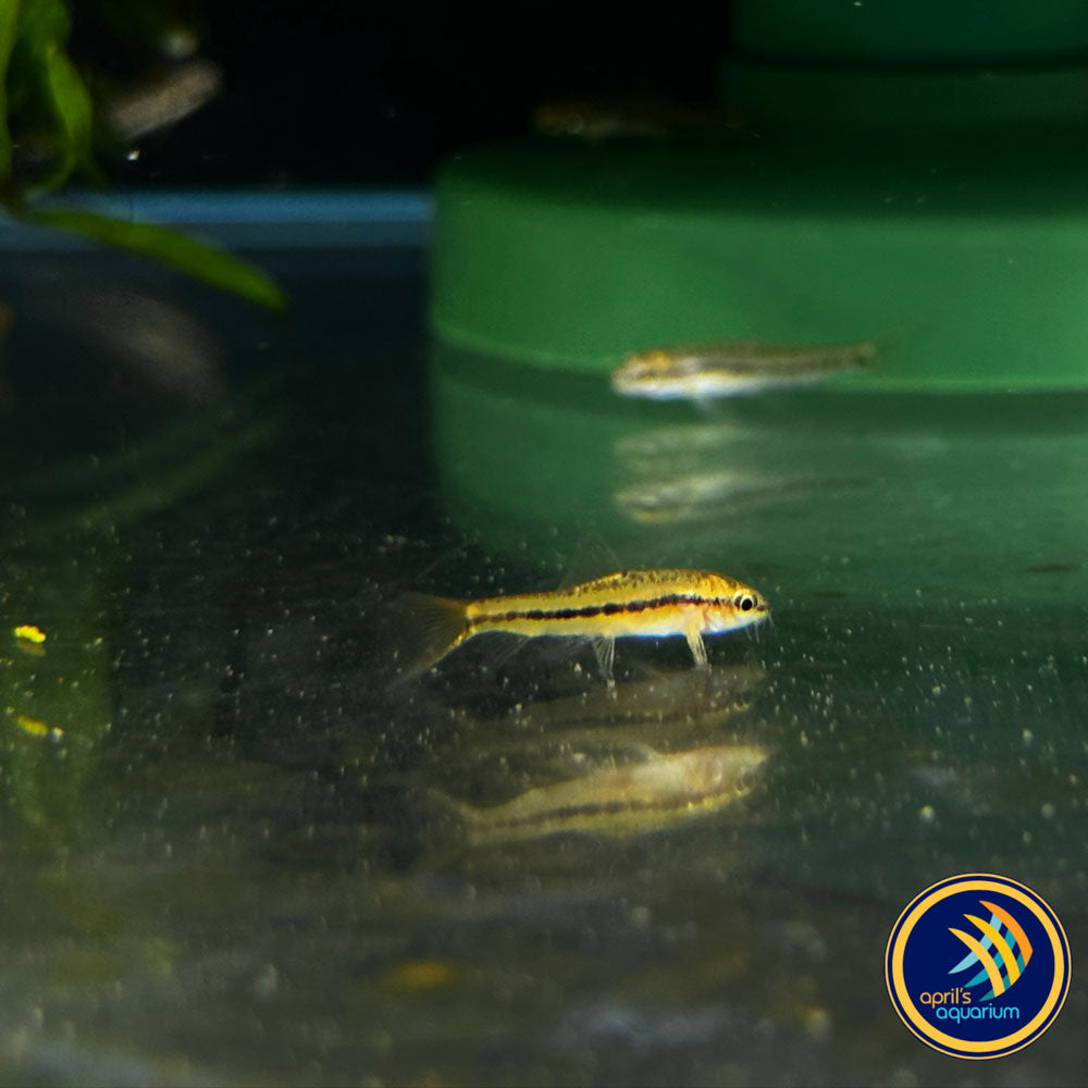 Dwarf Rosy Loach (Petruichthys sp. Rosy) Wild - Medium (Aquarium Glaser) | Catfish Loaches & Plecos | Largest Tropical Fish Selection at Your Local Fish Store