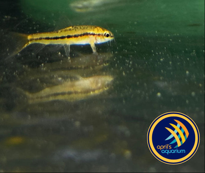 Dwarf Rosy Loach (Petruichthys sp. Rosy) Wild - Medium (Aquarium Glaser) | Catfish Loaches & Plecos | Largest Tropical Fish Selection at Your Local Fish Store