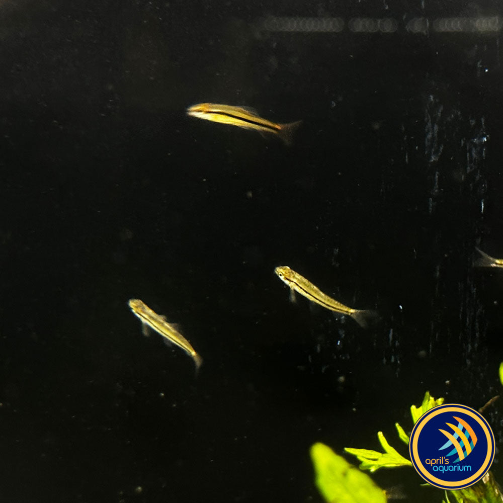 Dwarf Rosy Loach (Petruichthys sp. Rosy) Wild - Medium (Aquarium Glaser) | Catfish Loaches & Plecos | Largest Tropical Fish Selection at Your Local Fish Store