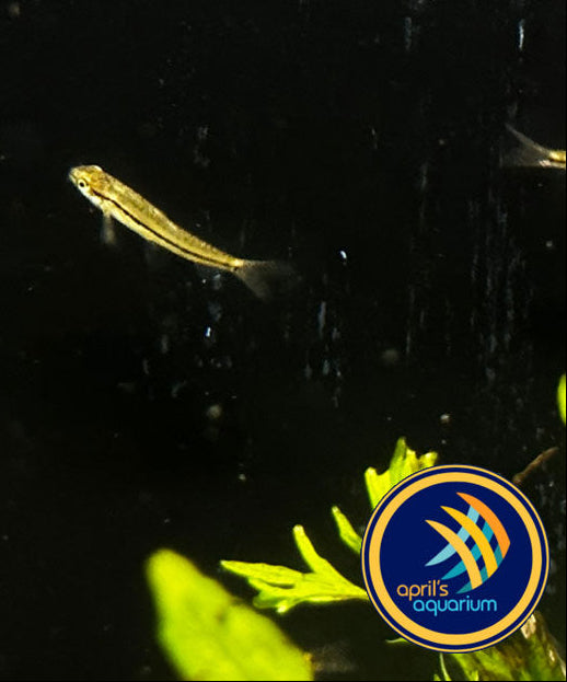 Dwarf Rosy Loach (Petruichthys sp. Rosy) Wild - Medium (Aquarium Glaser) | Catfish Loaches & Plecos | Largest Tropical Fish Selection at Your Local Fish Store