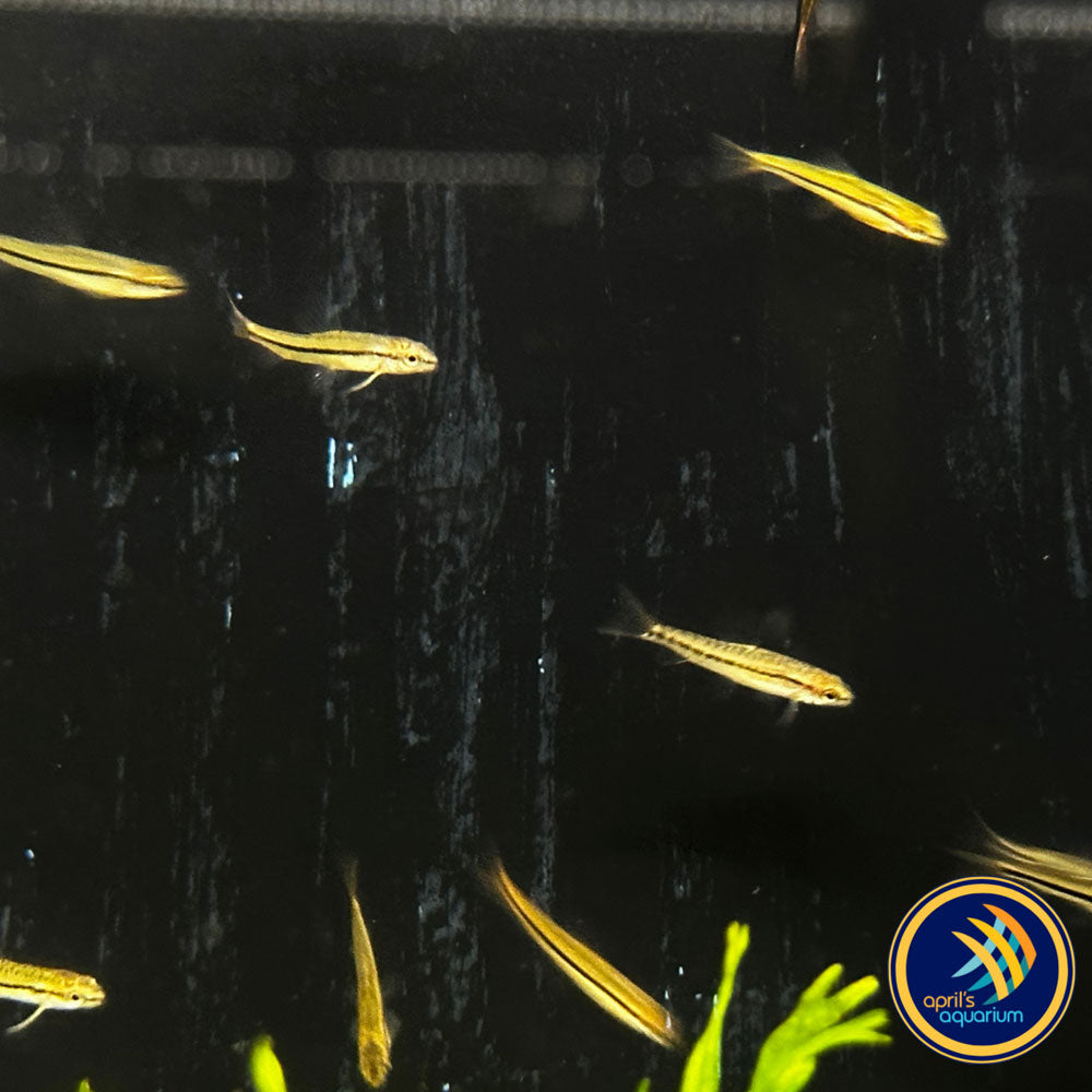 Dwarf Rosy Loach (Petruichthys sp. Rosy) Wild - Medium (Aquarium Glaser) | Catfish Loaches & Plecos | Largest Tropical Fish Selection at Your Local Fish Store