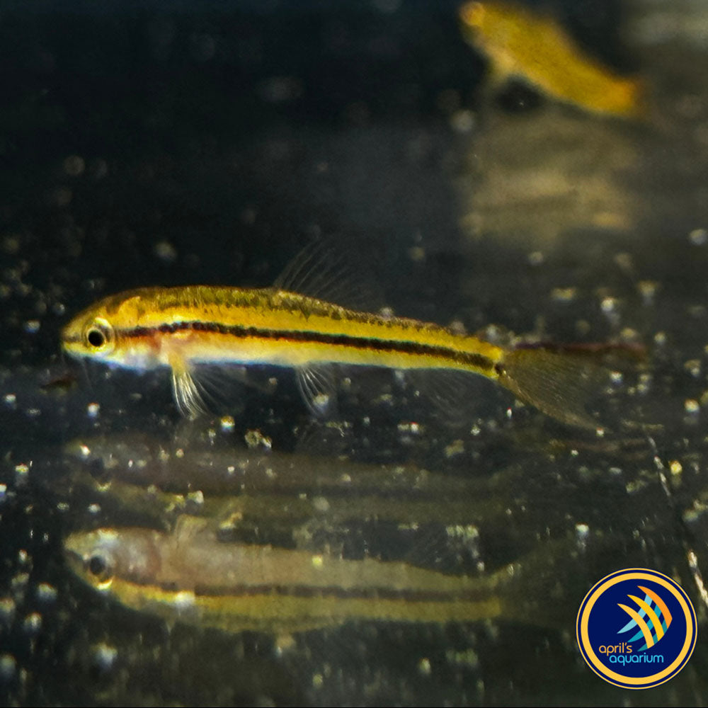 Dwarf Rosy Loach (Petruichthys sp. Rosy) Wild - Medium (Aquarium Glaser) | Catfish Loaches & Plecos | Largest Tropical Fish Selection at Your Local Fish Store