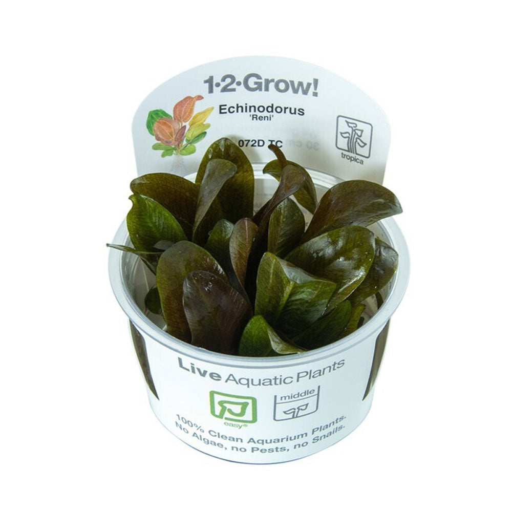 Echinodorus "Reni" 1-2-Grow 072D TC | Tissue Cultures | Largest Tropical Fish Selection at Your Local Fish Store