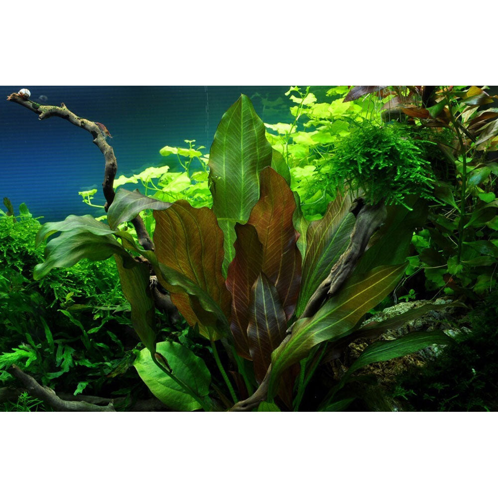 Echinodorus "Reni" 1-2-Grow 072D TC | Tissue Cultures | Largest Tropical Fish Selection at Your Local Fish Store