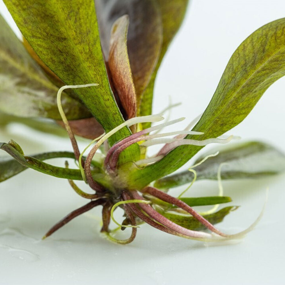 Echinodorus "Reni" 1-2-Grow 072D TC | Tissue Cultures | Largest Tropical Fish Selection at Your Local Fish Store