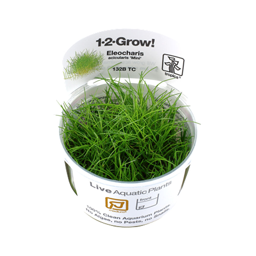 Eleocharis pusilla 'Mini' 1-2-Grow 132B TC (Dwarf Hair Grass) | Tissue Cultures | Largest Tropical Fish Selection at Your Local Fish Store