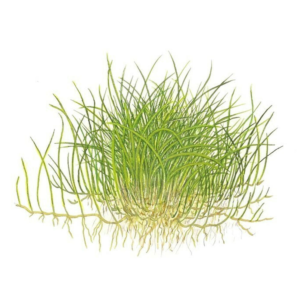 Eleocharis pusilla 'Mini' 1-2-Grow 132B TC (Dwarf Hair Grass) | Tissue Cultures | Largest Tropical Fish Selection at Your Local Fish Store